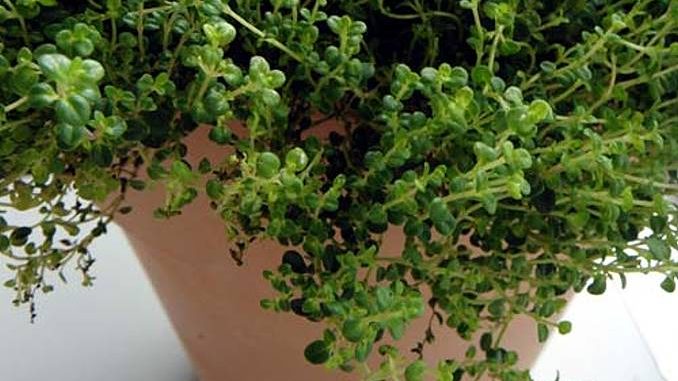 thymus_citriodora_xxs