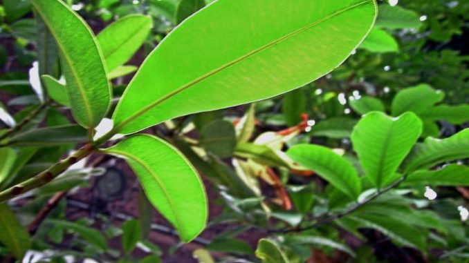 Calophyllum Aromapraxis Eliane Zimmermann