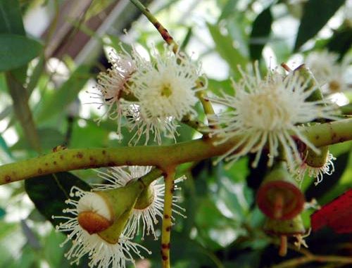Eukalyptusblüte