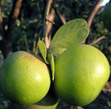 Grapefruitduft lässt 6 Jahre jünger erscheinen