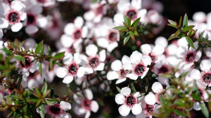 Manuka - das Pflanzen-Antibiotikum