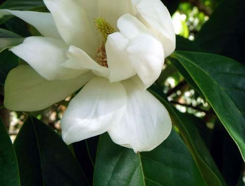 Michelia doltsopa