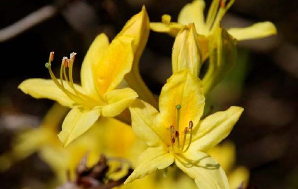 Rhododendronblätteröl Eliane Zimmermann Aromapraxis - Rhododendron