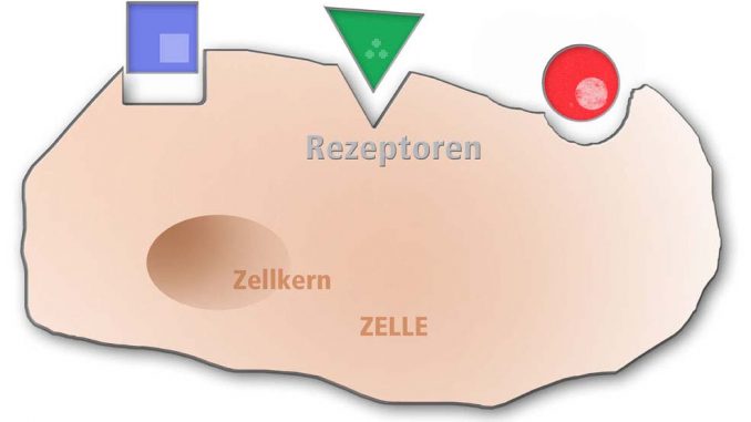 Warum wir riechen, was wir riechen Riechrezeptoren - Eliane Zimmermann Aromatherapie