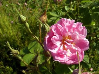 Eliane Zimmermann AiDA Schule für Aromatherapie