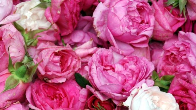 Rosenblüten Eliane Zimmermann AiDA Schule für Aromatherapie