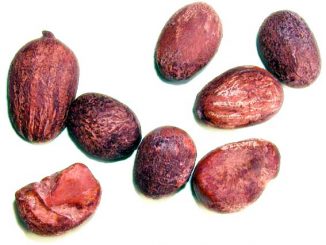 Shea Nüsse Aromapraxis Eliane Zimmermann