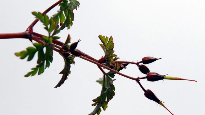 Vom Storch und dem Storchenschnabel