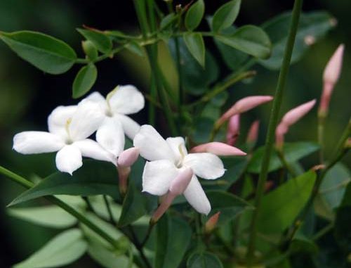 Jasminblüten