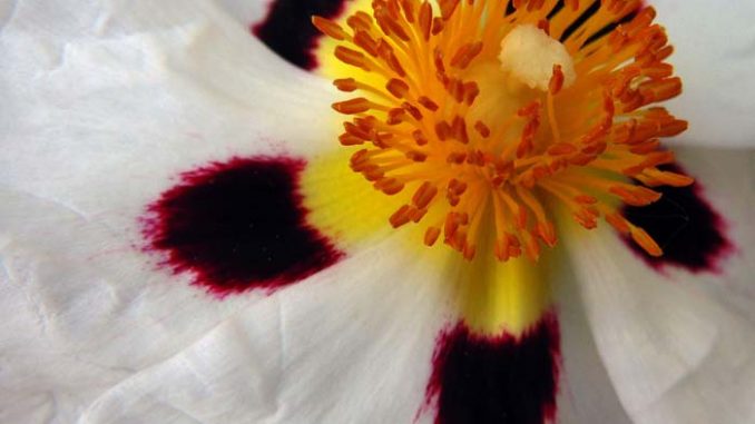 Cistus ladanifer Cistrose Eliane Zimmermann AiDA Schule für Aromatherapie