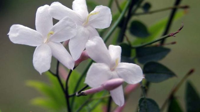 Jasmin