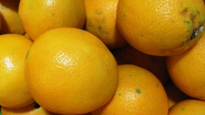 Orangen Eliane Zimmermann AiDA Schule für Aromatherapie