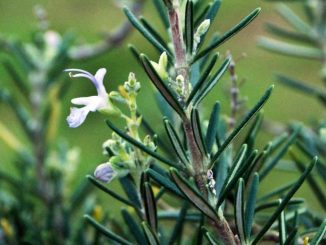 Eliane Zimmermann Schule für Aromatherapie