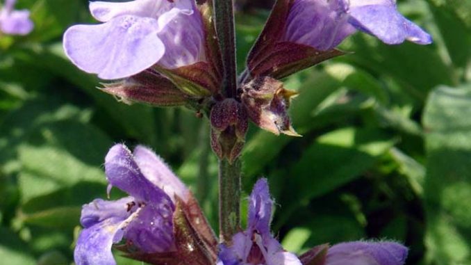 Salbeiblüte_Salvia Eliane Zimmermann AiDA Schule für Aromatherapie