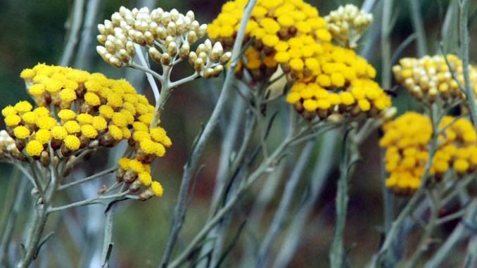 Helichrysum italicum Immortelle Eliane Zimmermann Schule für Aromatherapie