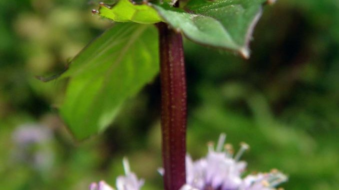 Pfefferminzeblüten_xs