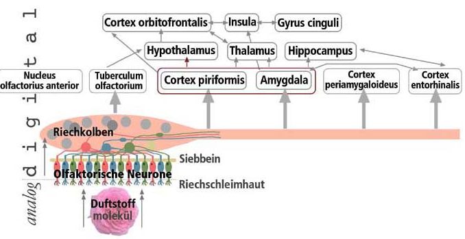 Riechvorgang_schema_xs