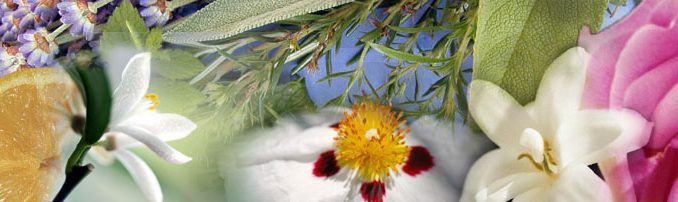 BotanikMix_ohne_polkadots AiDA_Aromatherapy