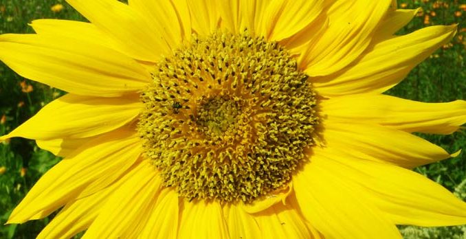 Helianthus_lang_xs