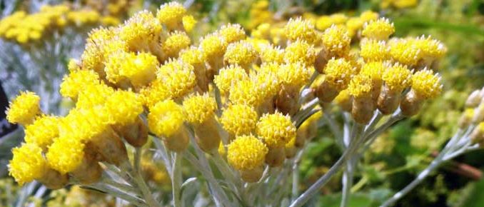 Helichrysum_italicum AiDA Araomtherapy Eliane Zimmermann