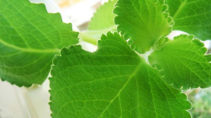 Coleus_ amboinicus1_xs AiDA Aromatherapy Eliane Zimmermann