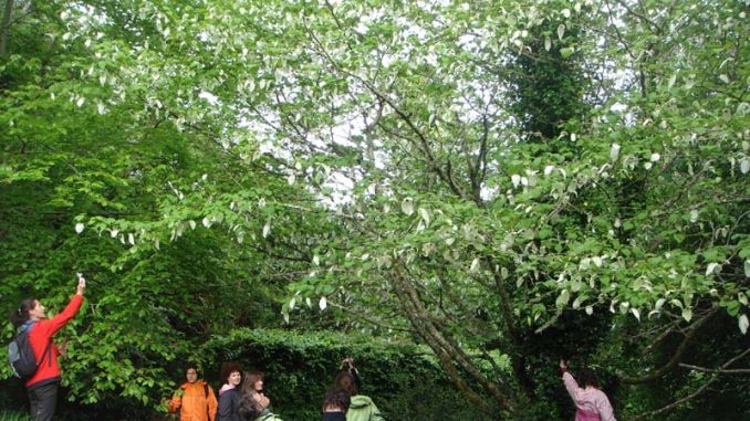 Davidia_involucrata AiDA Aromatherapy Eliane Zimmermann