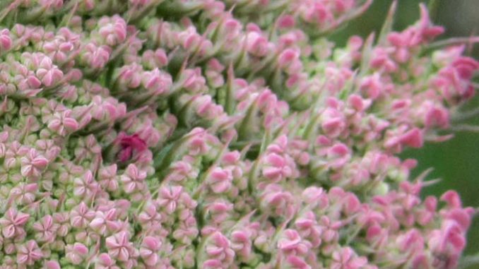 Daucus_carota_Mitte_xs AiDA Aromatherapy Eliane Zimmermann