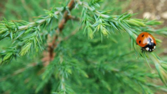 Juniperus_virginiana_Marienkäfer_xs AiDA Aromatherapy Eliane Zimmermann