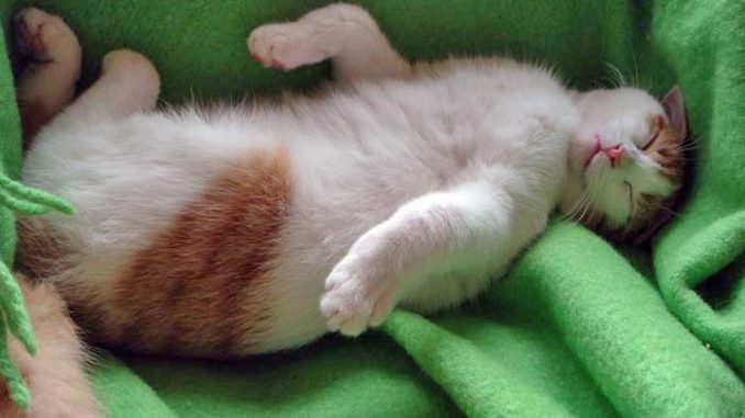 Katze_entspannt Eliane Zimmermann Schule für Aromatherapie