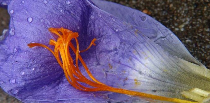 Crocus_speciosus_Herbst_xs Eliane Zimmermann AiDA Aromatherapy
