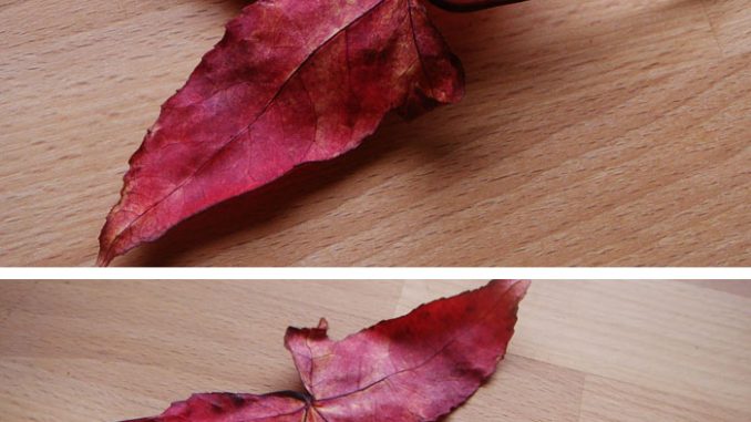 Liquidambar_styraciflua_Herbstblätter Eliane Zimmermann AiDA Aromatherapy