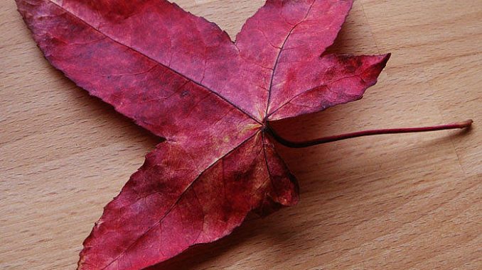 liquidamber_styraciflua_blatt_xs