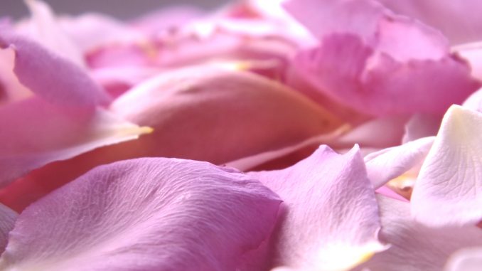 Rosenbluetenblaetter Eliane Zimmermann Schule für Aromatherapie