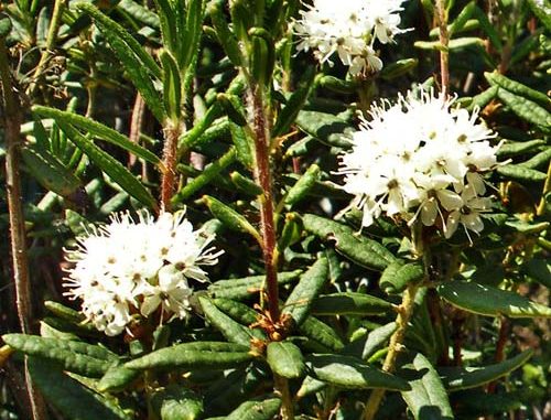 Ledum groenlandicum Sumpfporst Eliane Zimmermann AiDA Aromatherapy