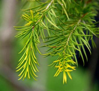 Teebaum_Melaleuca_alternifolia Eliane Zimmermann AiDA Aromatherapy
