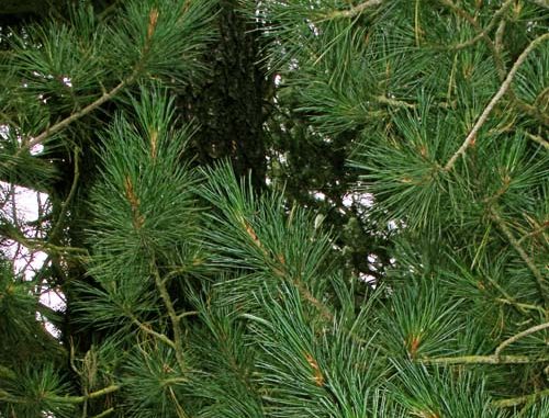 Zirbelkiefer_Pinus_cembra Eliane Zimmermann AiDA Aromatherapy