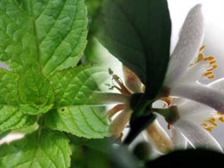 Eliane Zimmermann AiDA Aromatherapy