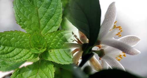 Neroli_Minze Eliane Zimmermann AiDA Aromatherapy
