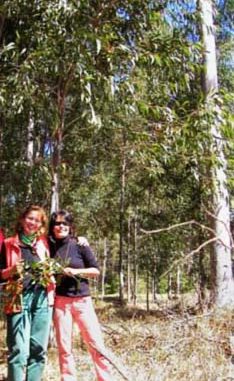 Eucalyptus_citriodora_Brazil Eliane Zimmermann AiDA Aromatherapy