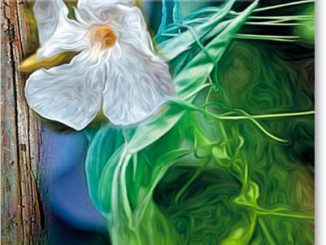 Eliane Zimmermann Schule für Aromatherapie