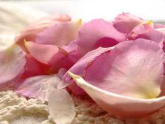 Eliane Zimmermann Schule für Aromatherapie