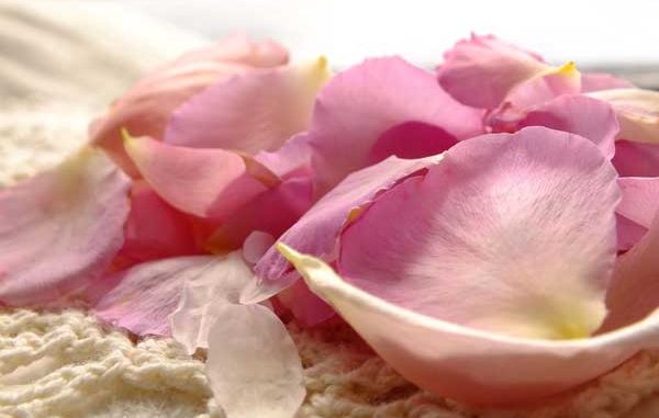 Rosenblütenblätter Eliane Zimmermann Schule für Aromatherapie