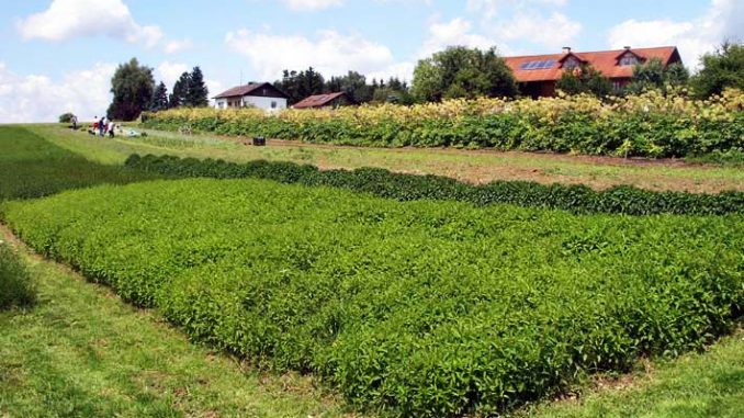 Mentha_piperita_Feld Eliane Zimmermann Schule für Aromatherapie
