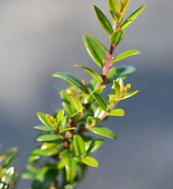 Myrtus_communis Eliane Zimmermann AiDA Aromatherapy