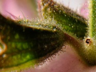 Eliane Zimmermann Schule für Aromatherapie