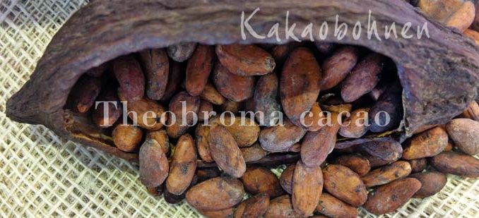 Kakaobohnen_in_Schote Theobroma cacao Eliane Zimmermann Aida Aromatherapy