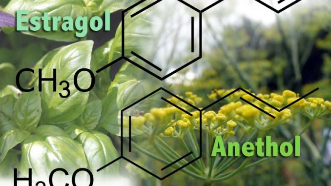 Estragole_anethole AiDA Schule für Aromatherapie Eliane Zimmermann