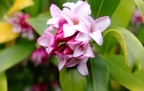 Daphne_odora_flower Eliane Zimmermann AiDA Aromatherapy International