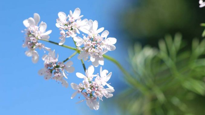 Koriander_Blüten_Coriandrum Eliane Zimmermann AiDA Schule für Aromatherapie