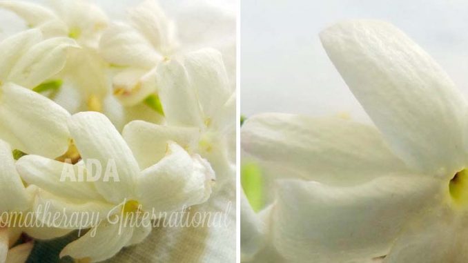 Jasmin_sambac_nur_Blüte Eliane Zimmermann AiDA Schule für Aromatherapie